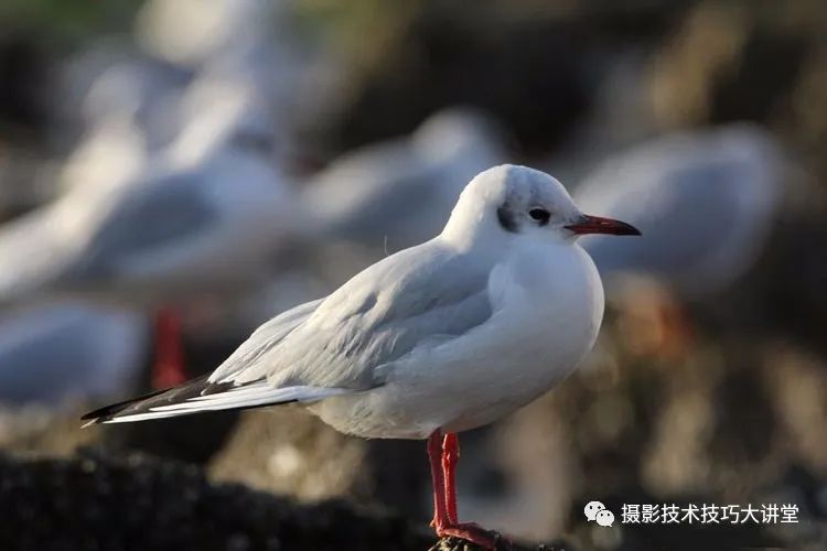 长焦镜头的意思_长焦镜头是指_长焦镜头是什么意思