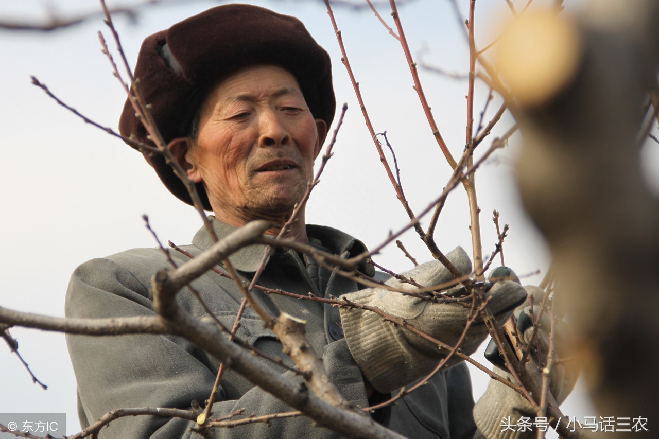 修剪枝条桃树图片_修剪桃树技术_桃树怎样修剪枝条