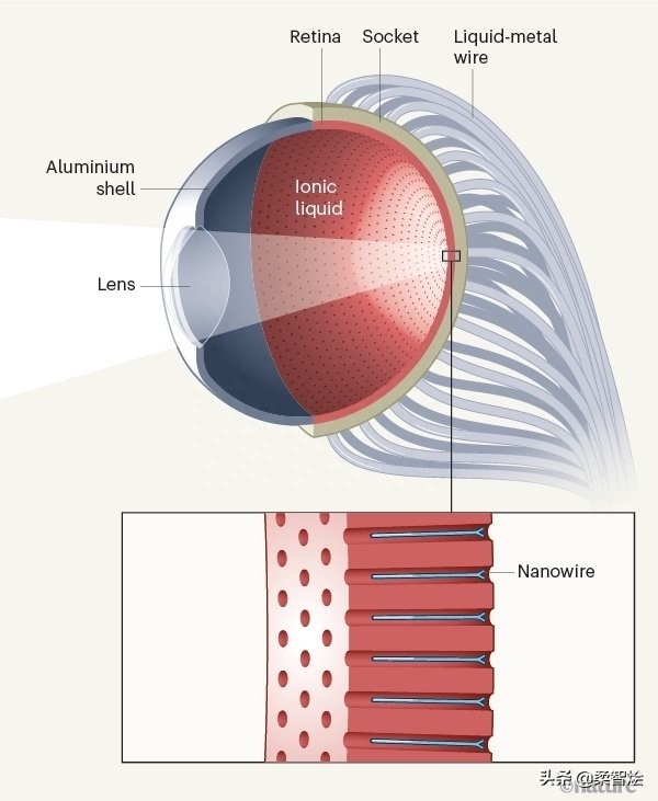人工视网膜最新进展_人工视网膜在中国哪家可以做_人工视网膜