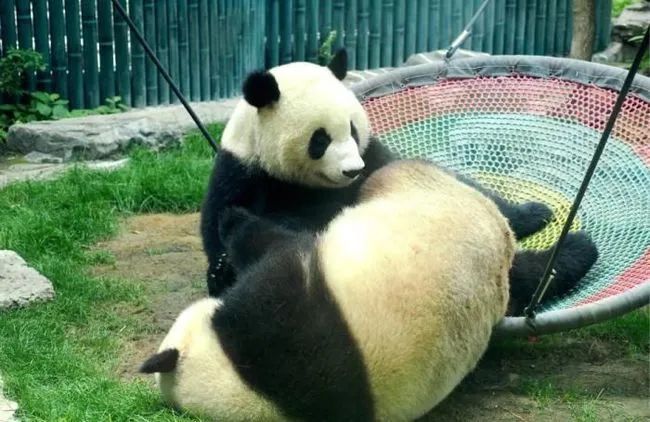 熊猫大作战_大熊猫降级