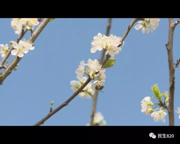 奈李_奈李是凉性还是热性_奈李子图片