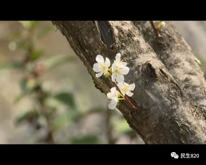 奈李是凉性还是热性_奈李子图片_奈李