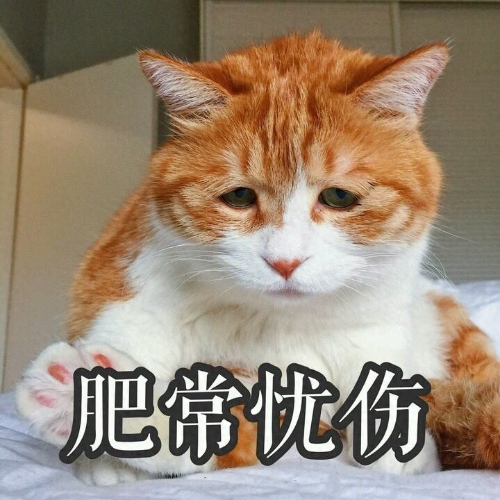 绝育公猫大概多少钱_公猫绝育套餐陷阱_公猫绝育多少钱