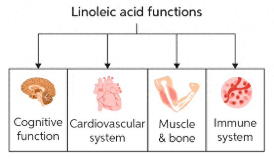 亚油酸是什么东西_亚油酸的作用及功能_亚油酸