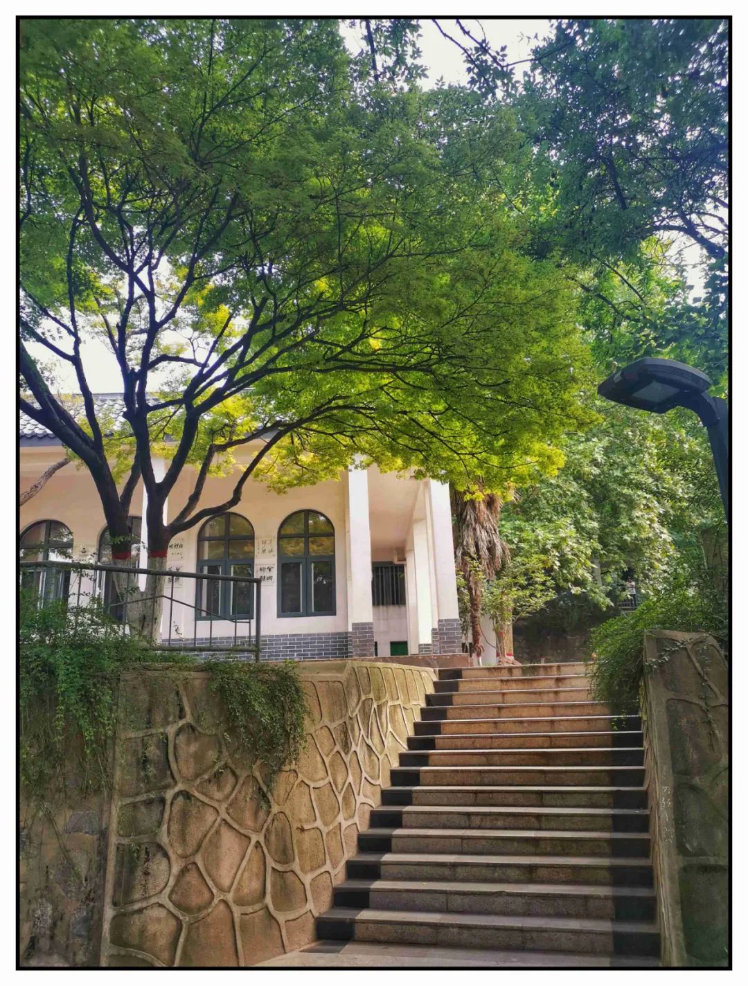 桂花雨_桂花雨生字组词_桂花雨教案