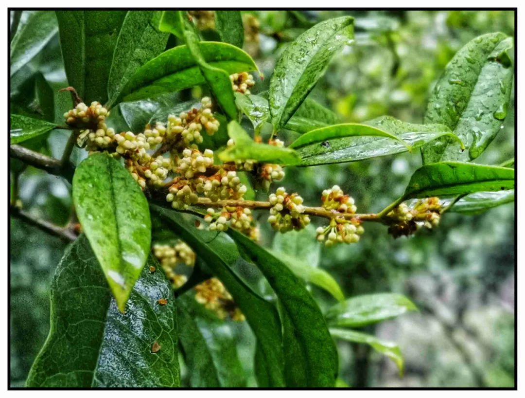 桂花雨生字组词_桂花雨_桂花雨教案