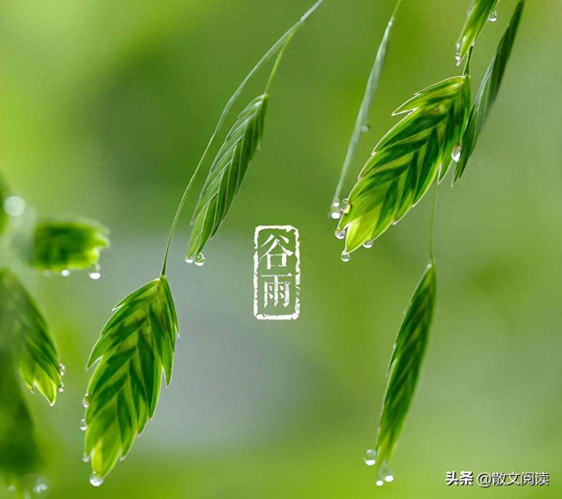 春雨惊春清谷天后半句_春雨惊春清谷天惊指什么_春雨惊春清谷天