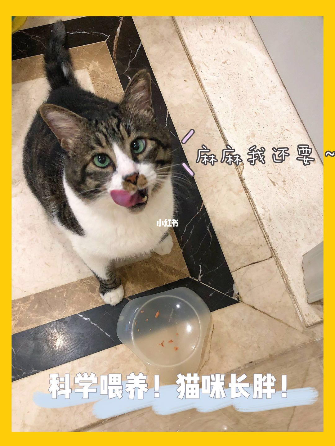 潜伏期猫瘟试纸能测出来吗_潜伏期猫瘟pcr能测出来吗_猫瘟潜伏期