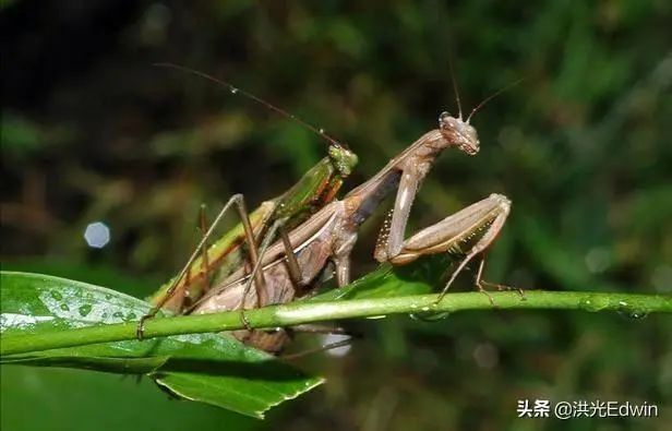 螳螂为什么要吃掉自己的配偶_螳螂吃掉自己的配偶_配偶吃掉螳螂要怎么处理