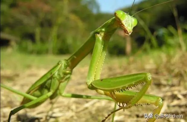 螳螂吃掉自己的配偶_螳螂为什么要吃掉自己的配偶_配偶吃掉螳螂要怎么处理