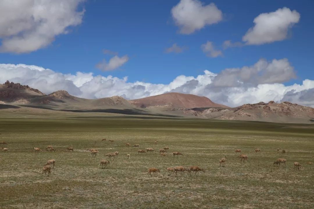 羌塘高原海拔多少_羌塘高原在哪里_羌塘高原