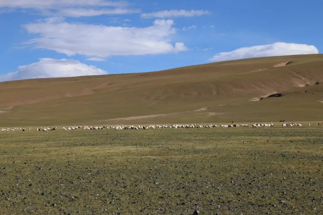 羌塘高原_羌塘高原海拔多少_羌塘高原在哪里