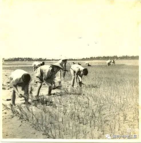 暑伏哪天开始_伏暑是什么意思_暑伏