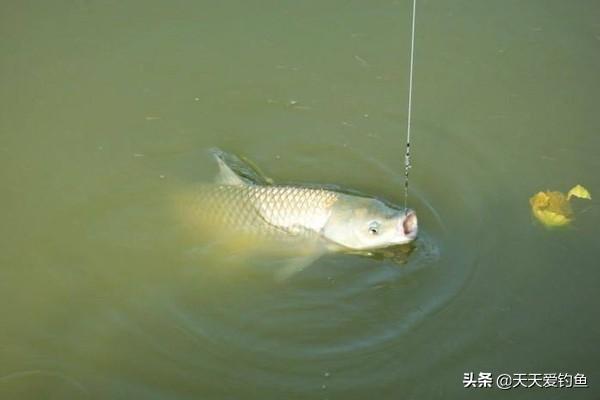 钓草鱼饵用什么最好_钓草鱼用什么饵最好_哪种饵料钓草鱼好