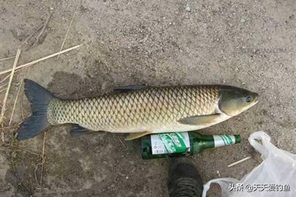 哪种饵料钓草鱼好_钓草鱼饵用什么最好_钓草鱼用什么饵最好