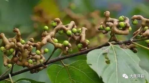 我吃过甜津津的什么食物_甜津津的什么食物_甜的食品