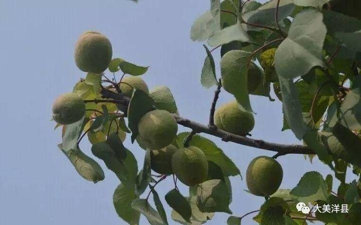 甜的食品_甜津津的什么食物_我吃过甜津津的什么食物