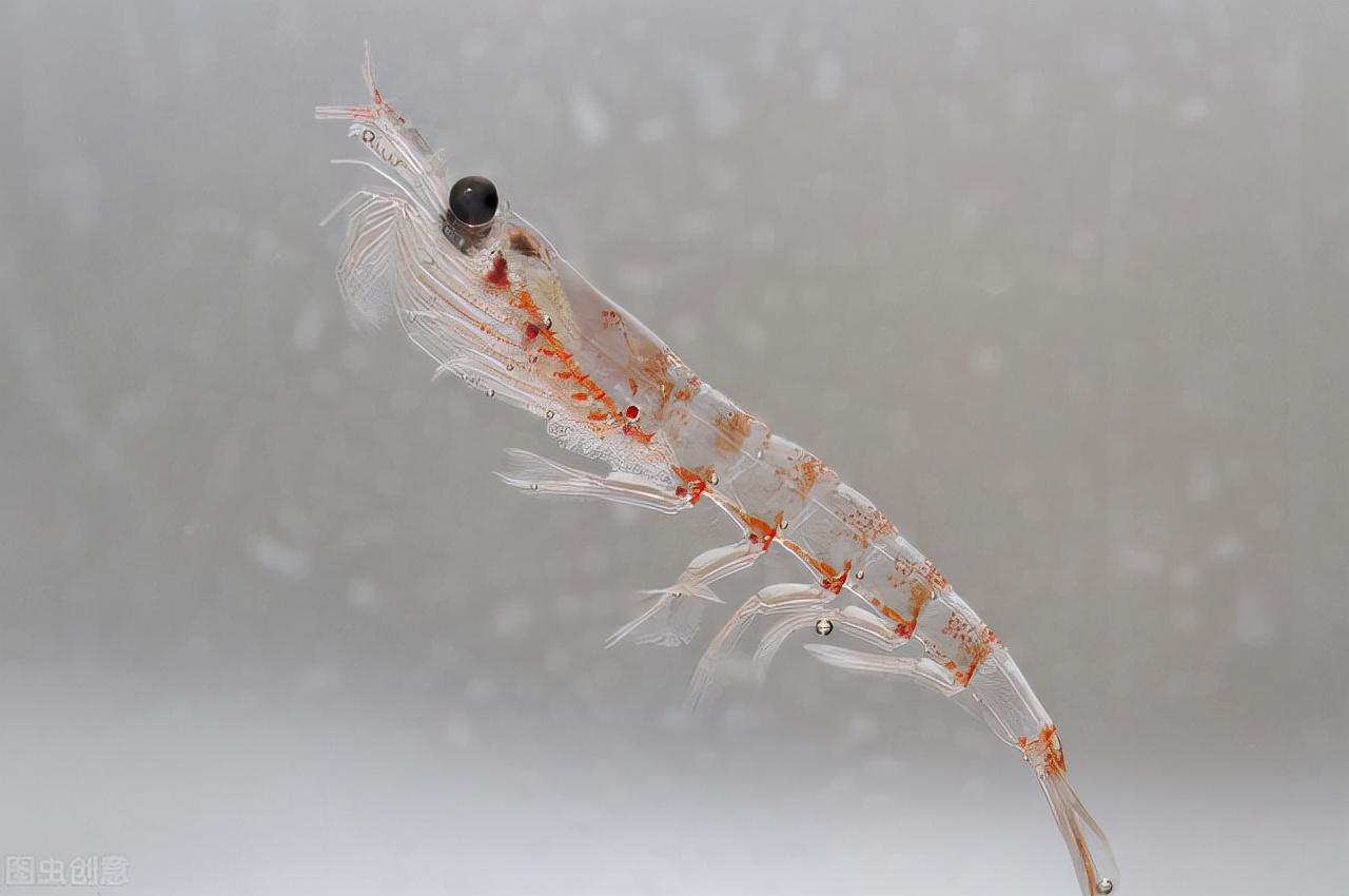 生物泵_微型生物碳泵_海洋微型生物碳泵