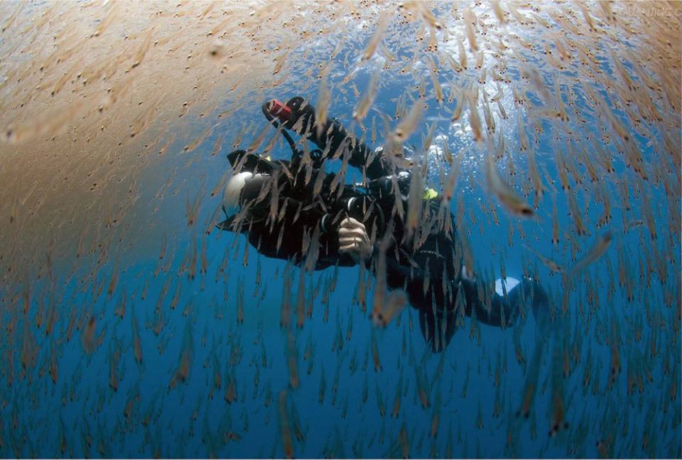 生物泵_海洋微型生物碳泵_微型生物碳泵