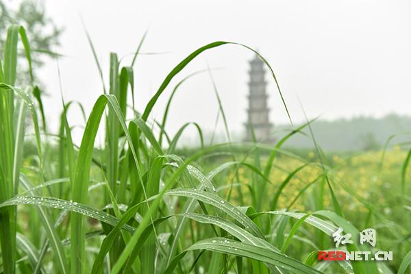 芦笋茶_芦笋茶_芦笋茶