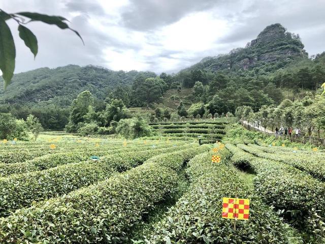 福建武夷山市属于哪个市管_福建武夷山市属于哪个地级市_武夷山属于福建哪个市