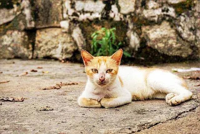 养矮脚猫的注意事项_矮脚猫不好养活吗_矮脚猫为什么不能养