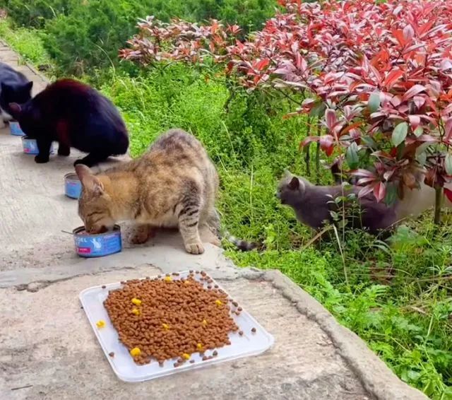 矮脚猫为什么不能养_矮脚猫不好养活吗_养矮脚猫的注意事项