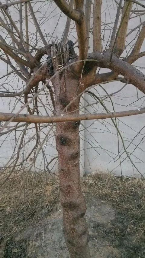 雷击木功效能保持多久_雷击木的功效与作用_功效雷击木作用是什么