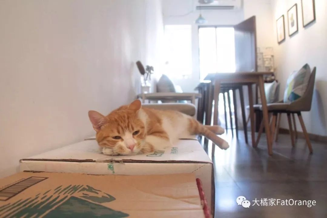 猫咖店是做什么的_猫咖店是什么_猫咖店靠什么赚钱