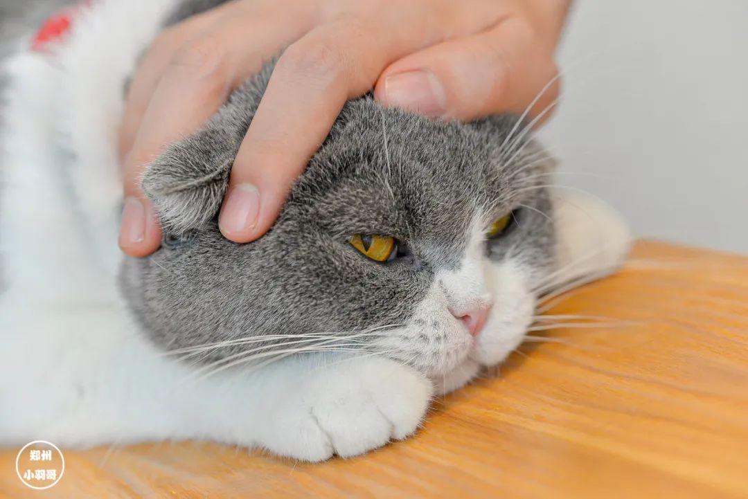 猫咖店靠什么赚钱_猫咖店是什么_猫咖店是做什么的