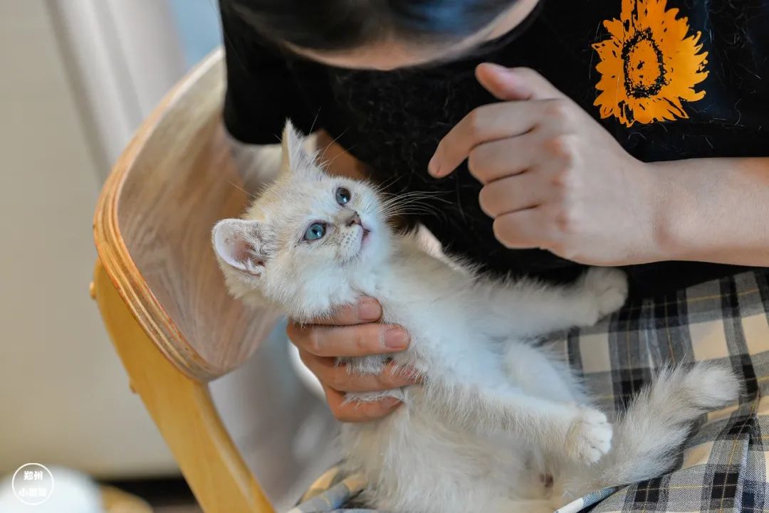 猫咖店是什么_猫咖店是做什么的_猫咖店靠什么赚钱