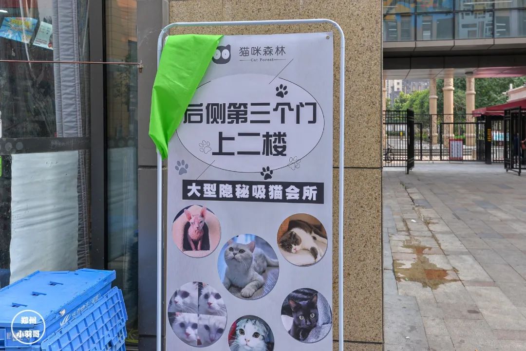 猫咖店是什么_猫咖店靠什么赚钱_猫咖店是做什么的