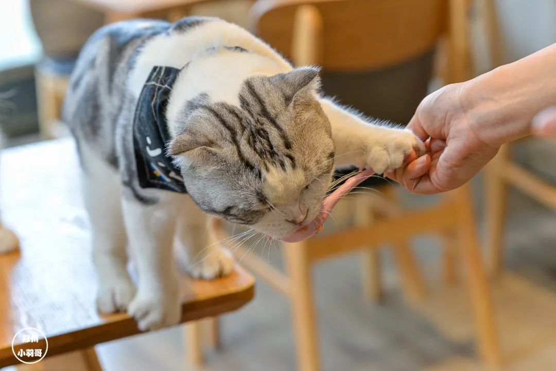 猫咖店是什么_猫咖店是做什么的_猫咖店靠什么赚钱