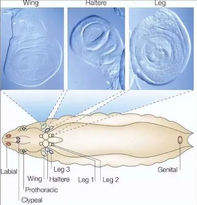 不完全变态发育_不完全变态发育_不完全变态发育