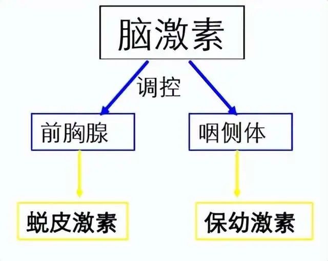 不完全变态发育_不完全变态发育_不完全变态发育