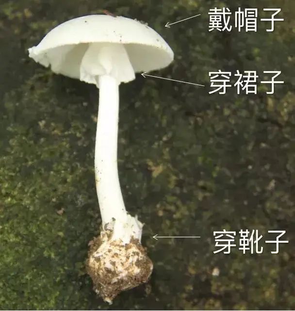 鹅膏菌_鹅膏菌_鹅膏菌