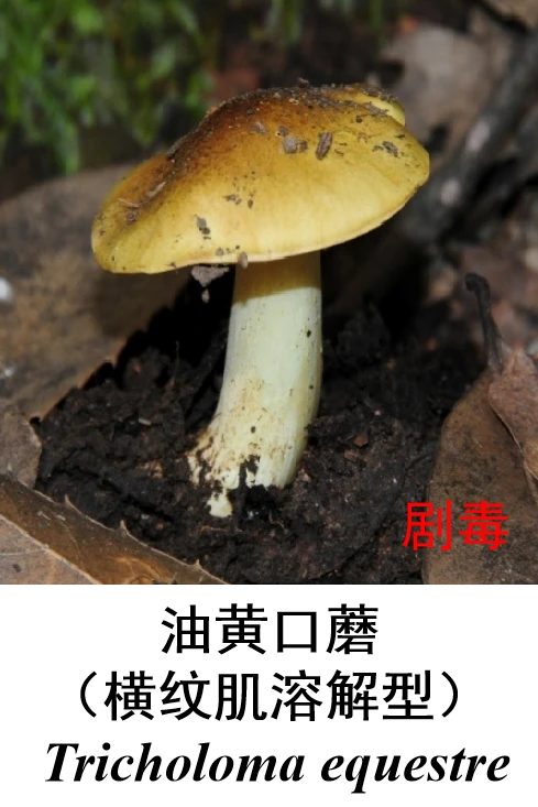 鹅膏菌_鹅膏菌_鹅膏菌