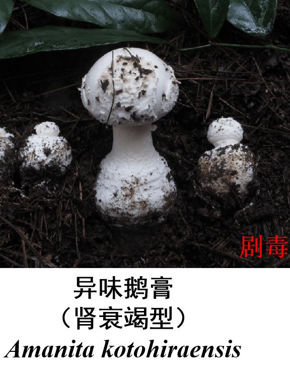 鹅膏菌_鹅膏菌_鹅膏菌