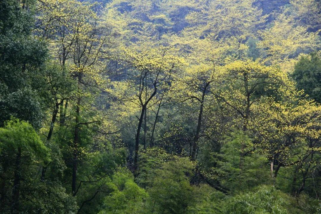 黄腹山雀好坏_黄腹山雀黄雀哪个好_黄腹山雀