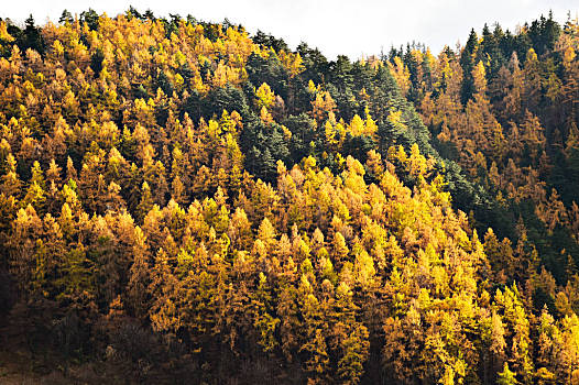 黄腹山雀好坏_黄腹山雀_黄腹山雀黄雀哪个好