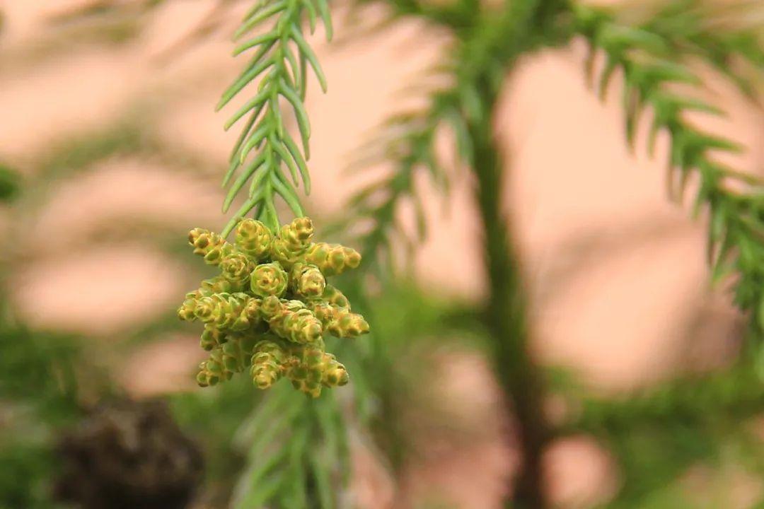 黄腹山雀好坏_黄腹山雀_黄腹山雀黄雀哪个好