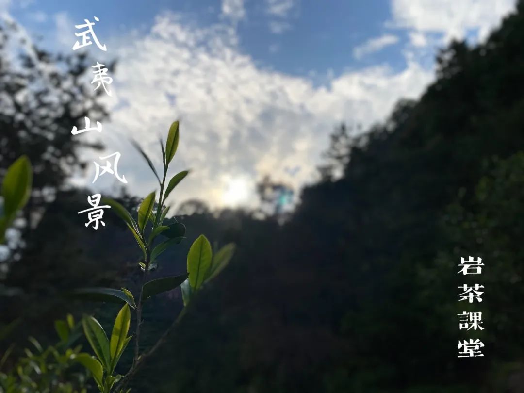 鼓浪屿陈罐西式茶货铺_张晓风陈年老茶_陈茶