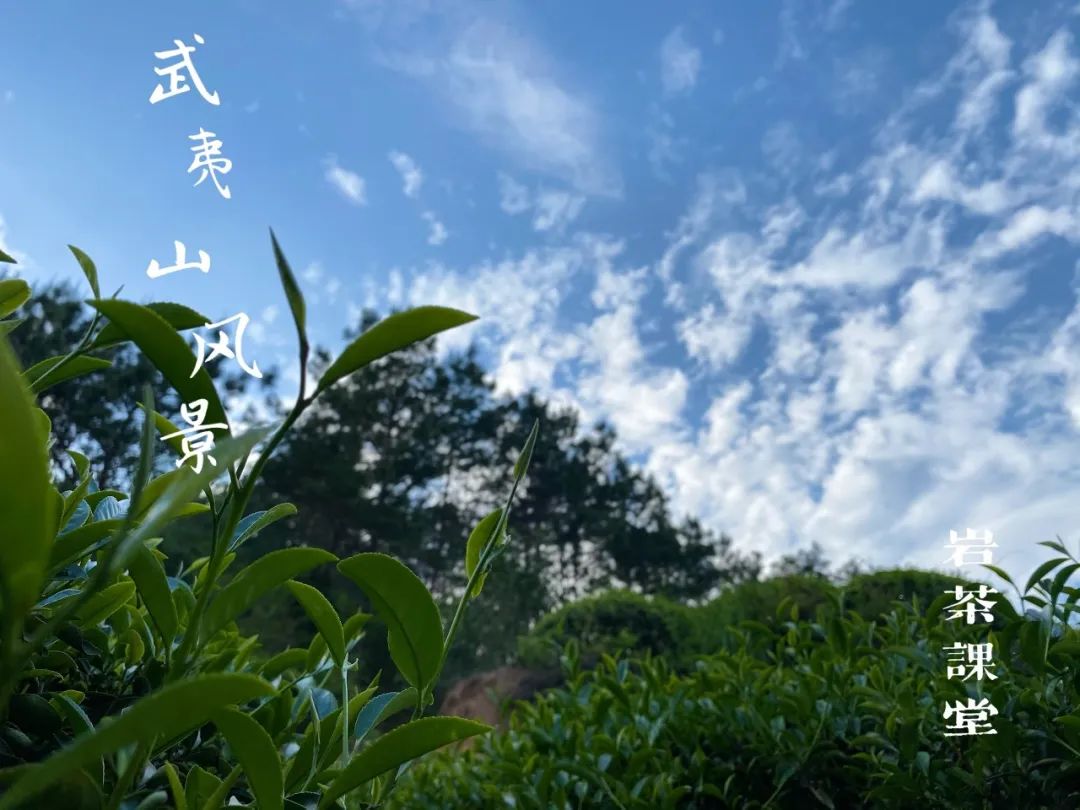 鼓浪屿陈罐西式茶货铺_张晓风陈年老茶_陈茶