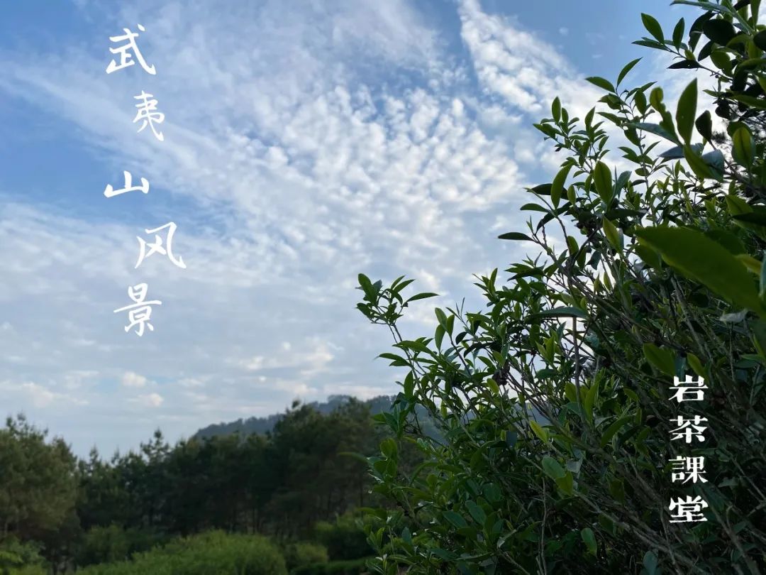 张晓风陈年老茶_鼓浪屿陈罐西式茶货铺_陈茶