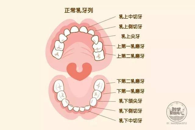 牙齿缝隙黑黑的东西怎么去掉_牙齿缝缝里有黑色的怎么去掉_牙齿缝的黑东西怎么清理