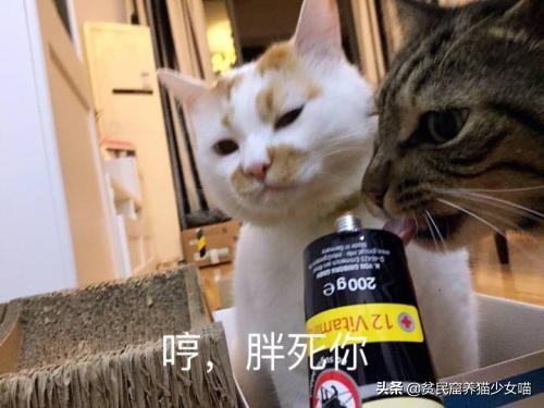 人可以吃猫粮吗_吃猫粮可以发腮吗_吃猫粮可以减肥吗