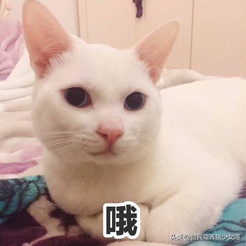 吃猫粮可以发腮吗_人可以吃猫粮吗_吃猫粮可以减肥吗