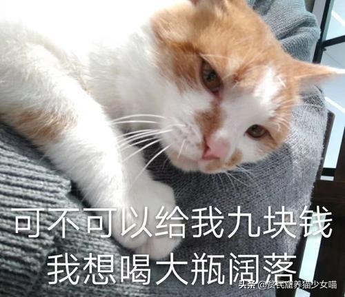 吃猫粮可以减肥吗_人可以吃猫粮吗_吃猫粮可以发腮吗