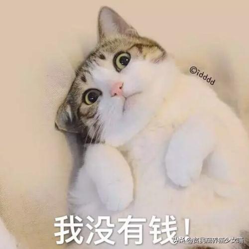 人可以吃猫粮吗_吃猫粮可以减肥吗_吃猫粮可以发腮吗