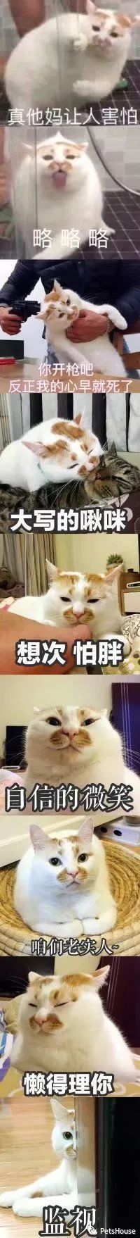 恨猫的人_猫恨主人的表现_猫咪恨主人的十种表现